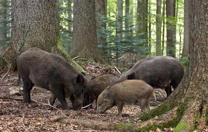 Громадська організація отримає на 18 років майже 7 тис.га мисливських угідь у Радомишльському районні