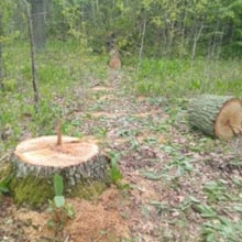 У РАДОМИШЛЬСЬКОМУ РАЙОНІ ЛІСОПОРУШНИКИ ЗРІЗАЛИ ЧОТИРИ ДУБИ У РАДОМИШЛЬСЬКОМУ РАЙОНІ ЛІСОПОРУШНИКИ ЗРІЗАЛИ ЧОТИРИ ДУБИ